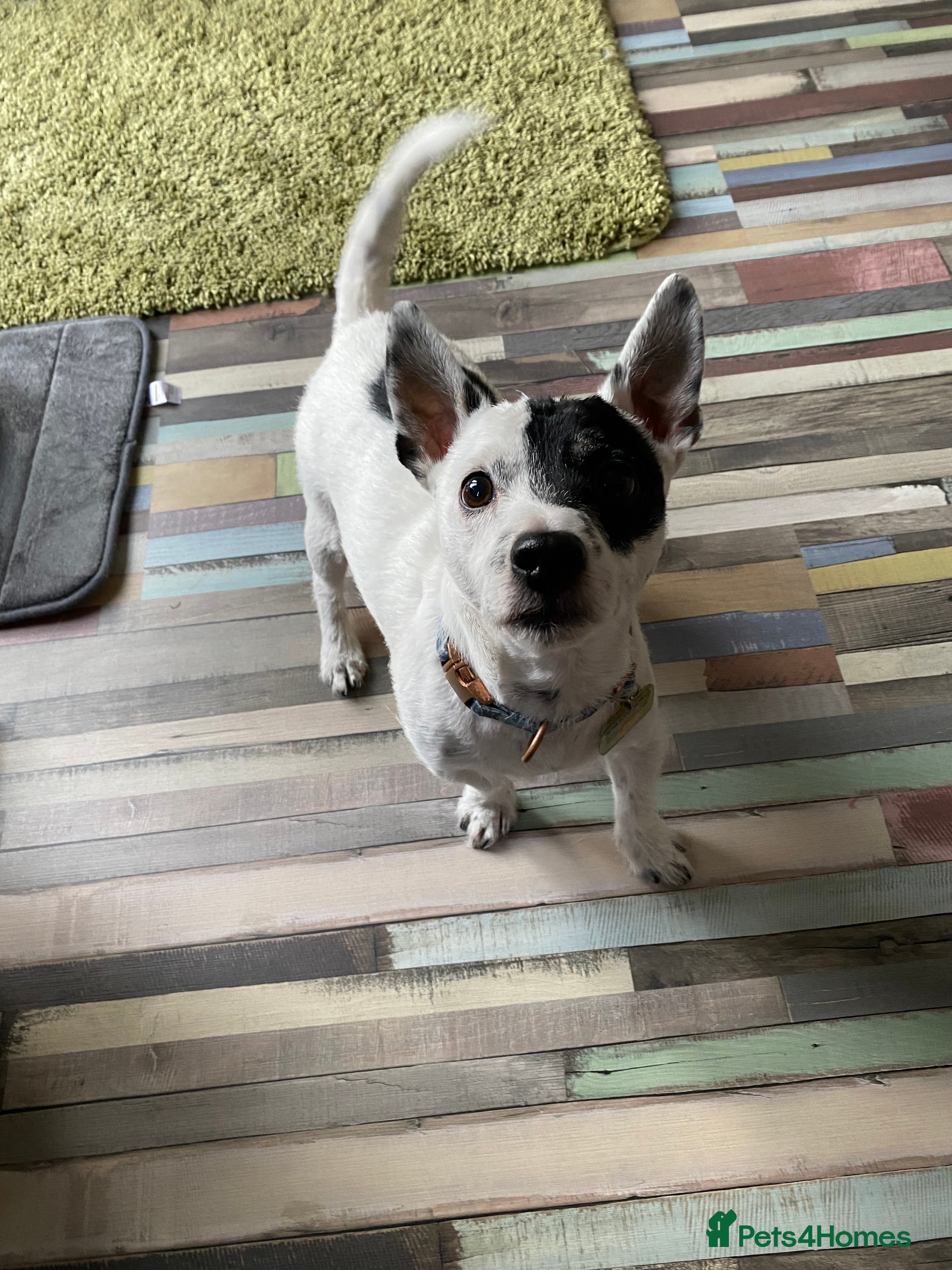 Jack Russell dogs Looking to stud my jack russell in Airdrie - Advert 2