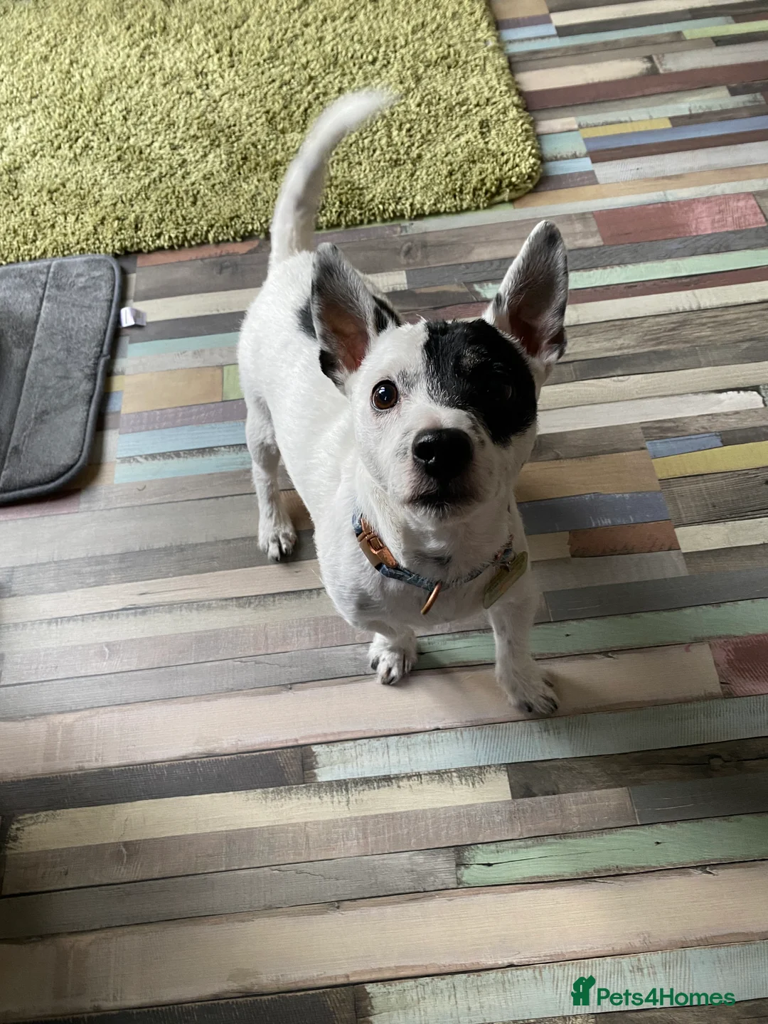 Jack Russell dogs for stud: Looking to stud my jack russell in Airdrie - Advert 1