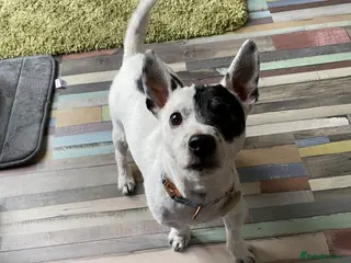 Jack Russell dogs Looking to stud my jack russell in Airdrie - Advert 2
