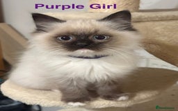 Ragdoll cats for sale: Ragdolls kittens- - Advert 3