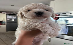 Cavapoochon dogs for sale: Cavapoochon - Image 3