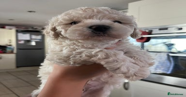 Cavapoochon dogs - Advert 15