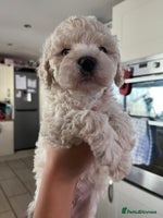 Cavapoochon dogs - Advert 3