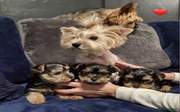 Yorkshire Terrier dogs for sale: Yorkshire terrier puppies (3 girls) - Image 4