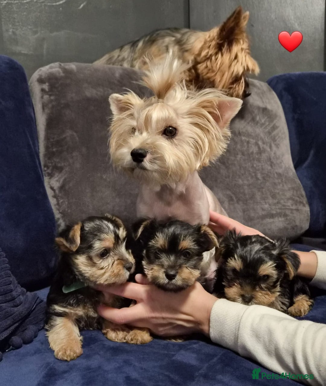 Yorkshire Terrier dogs for sale: Yorkshire terrier puppies (3 girls) - Image 4