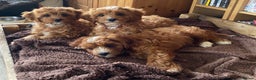 Toy Poodle dogs for stud: Two KC Reg Stud Boys in Burry Port - Advert 12