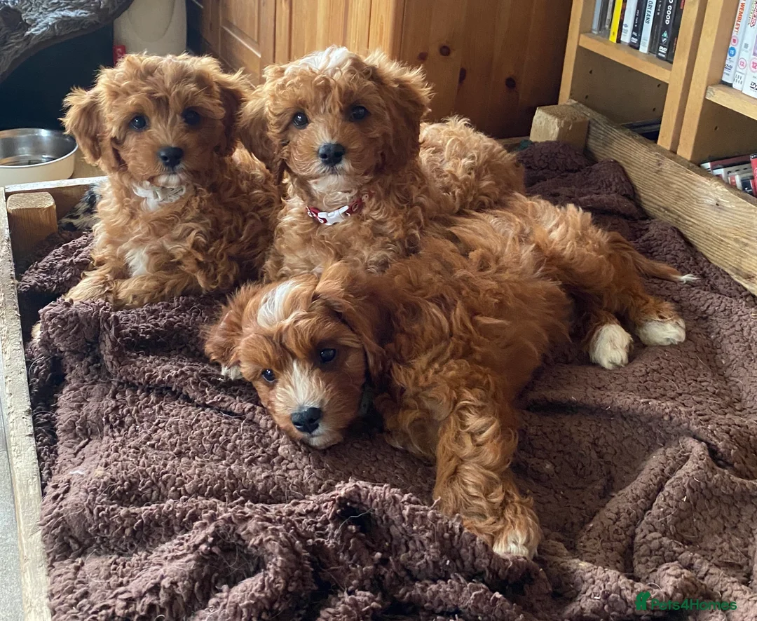 Toy Poodle dogs for stud: Two KC Reg Stud Boys in Burry Port - Advert 12