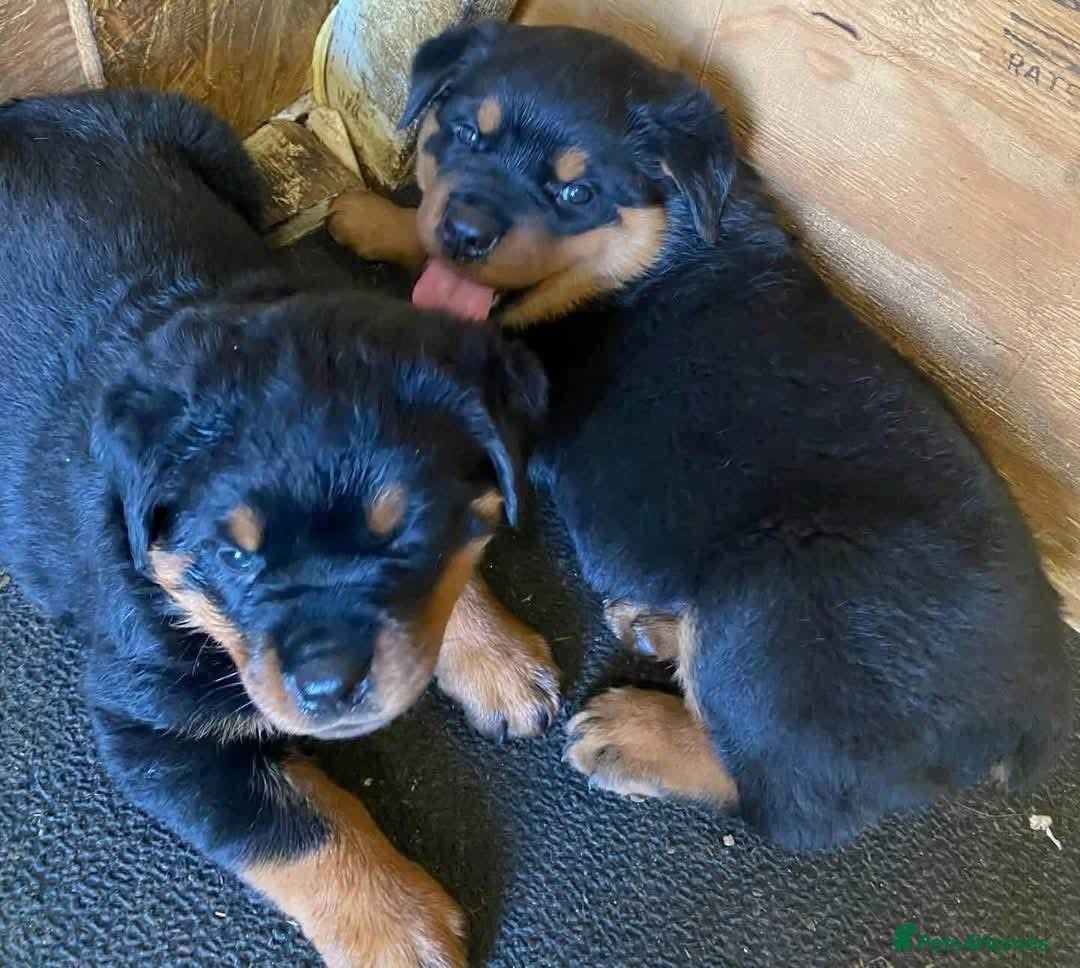 Rottweiler dogs for sale: chunky rottweiler puppy  - Image 2