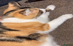 British Longhair cats for sale: Rescue kittens🧡 - Image 4
