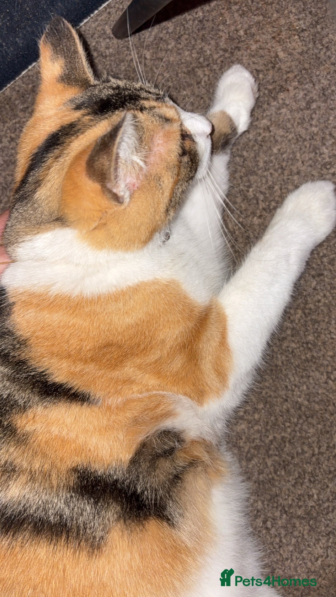 British Longhair cats for sale: Rescue kittens🧡 - Image 4