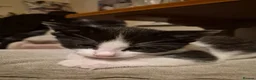 Mixed Breed cats for sale: Maine coon cross British shorthair  - Advert 8