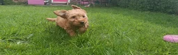 Cockapoo dogs for sale: Ready now- F1b Miniature Cockapoo Pup Charlie  - Advert 12
