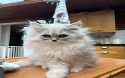 Persian cats for sale: 3 beautiful silver chinchilla Persian! - Image 6