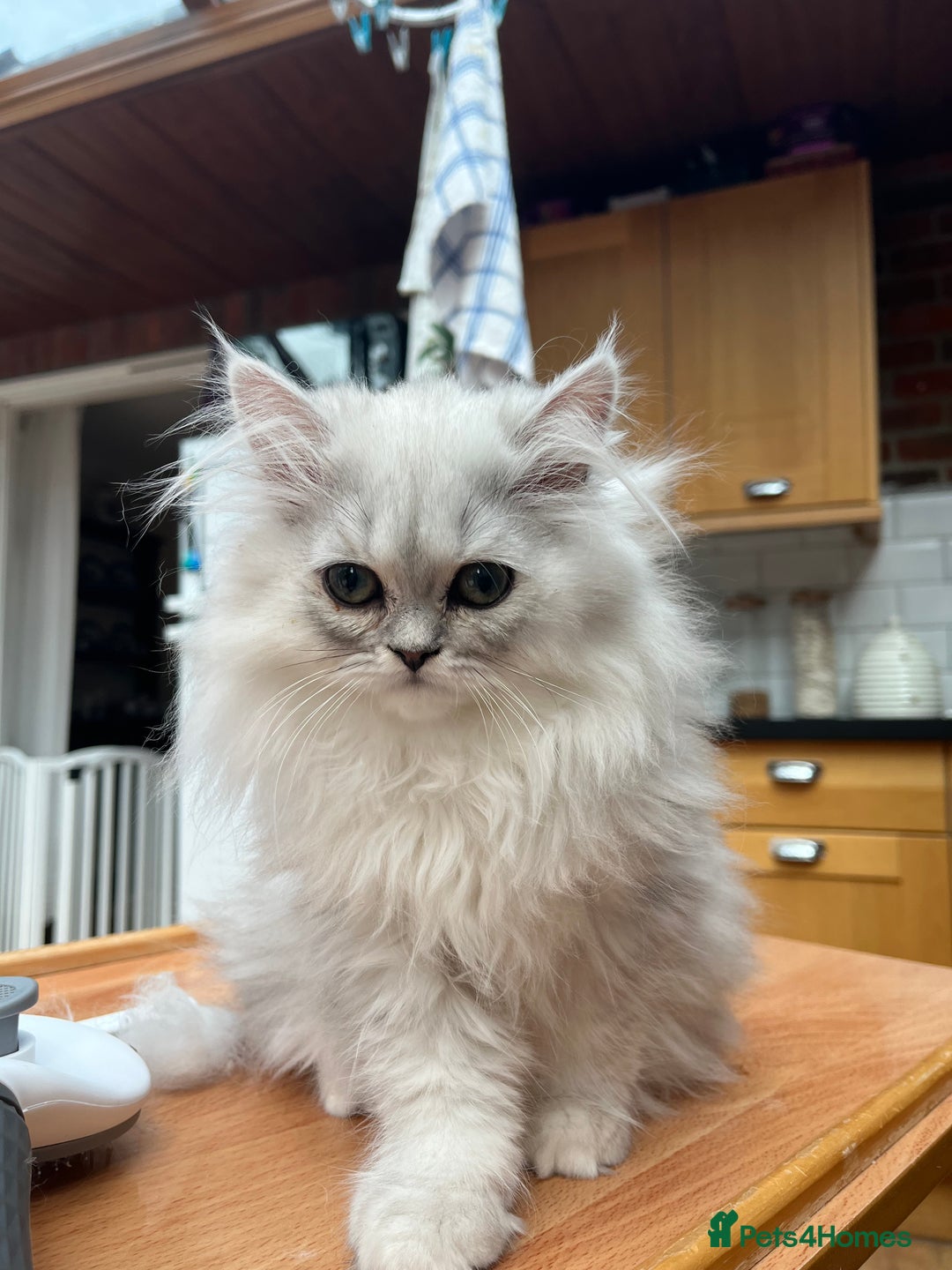 Persian cats for sale: 3 beautiful silver chinchilla Persian! - Image 6