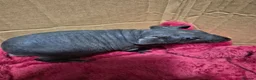 Guinea Pig rodents for sale: Pair of Baby Male Skinny Pigs For Sale  - Advert 4