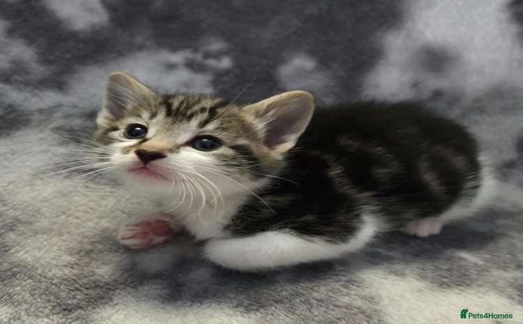 Mixed Breed cats - Advert 1