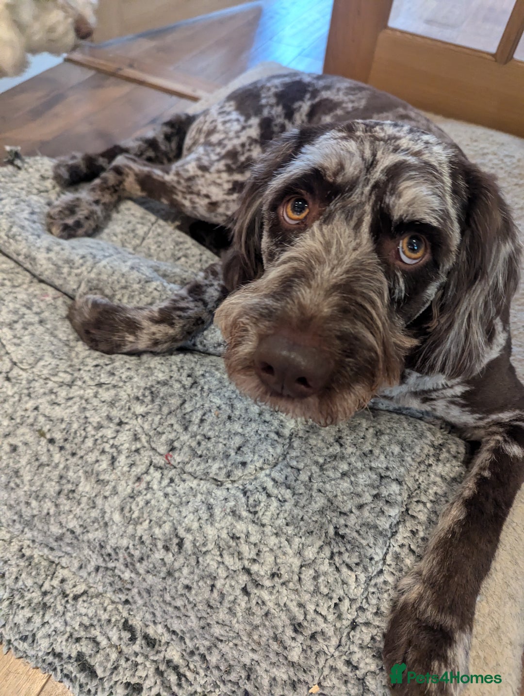 Labradoodle dogs for sale: Meet Elton – Our Beautiful Labradoodle  - Image 4