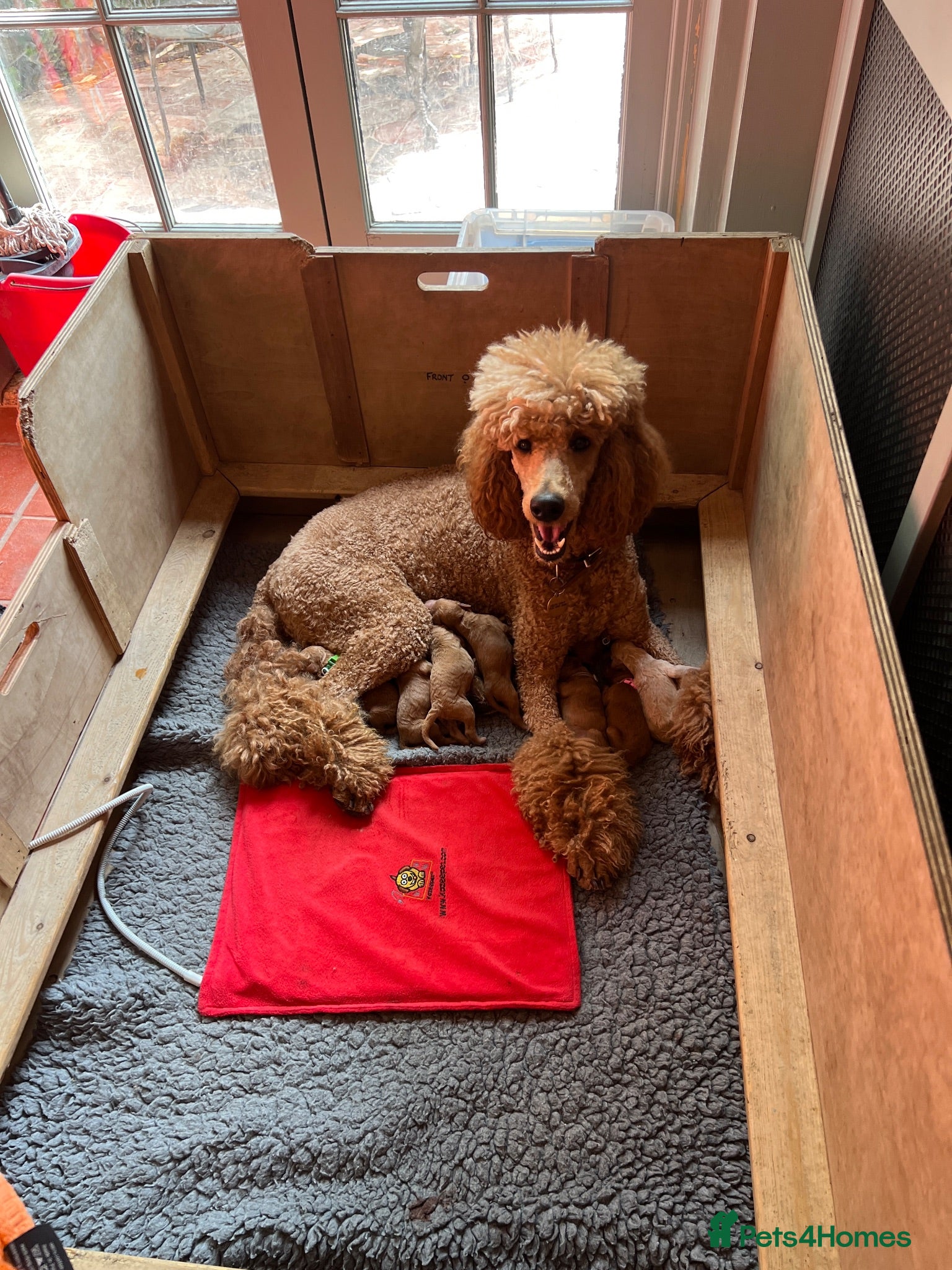 Standard Poodle dogs Exceptional Standard Poodle Puppies  - Advert 1