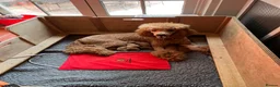 Standard Poodle dogs for sale: Exceptional Standard Poodle Puppies  - Advert 1