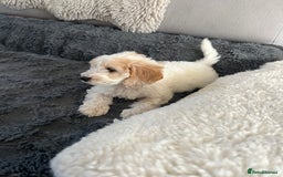 Cockapoo dogs for sale: Adorable Cockapoo Puppies Ready for Loving Homes - Image 1