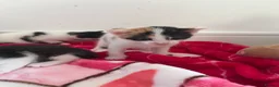 Bramble cats for sale: Kittens for sale  in Hamilton - Advert 23