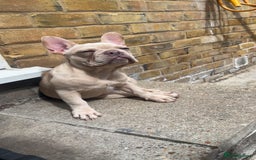 French Bulldog dogs for sale: Adorable 3.5-Month-Old Fawn & Cream French Bulldog - Image 1