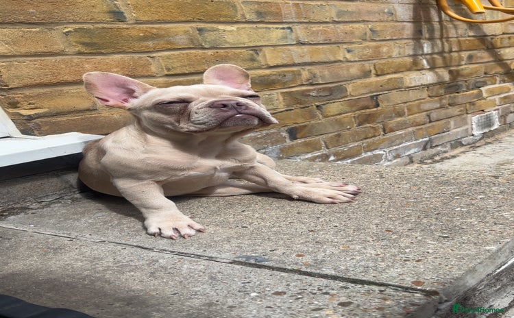French Bulldog dogs - Advert 3