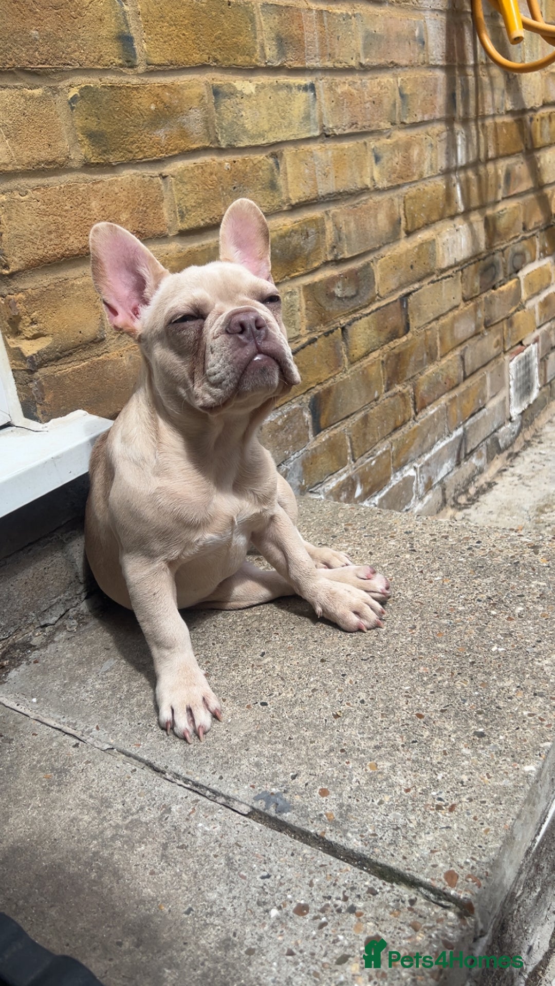 French Bulldog dogs for sale: Adorable 3.5-Month-Old Fawn & Cream French Bulldog - Image 1