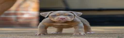 American Bully dogs for sale: American Bully ABKC registered  - Advert 5