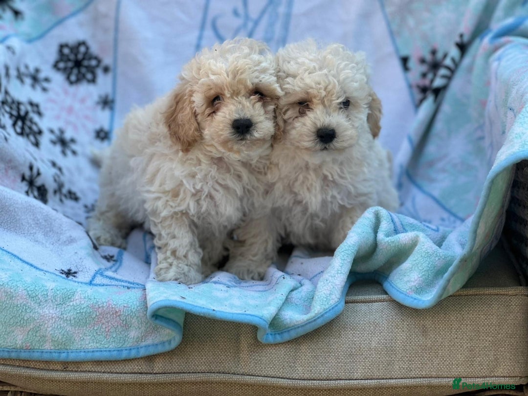 Poochon dogs for sale: Beautiful Poochons  - Image 8