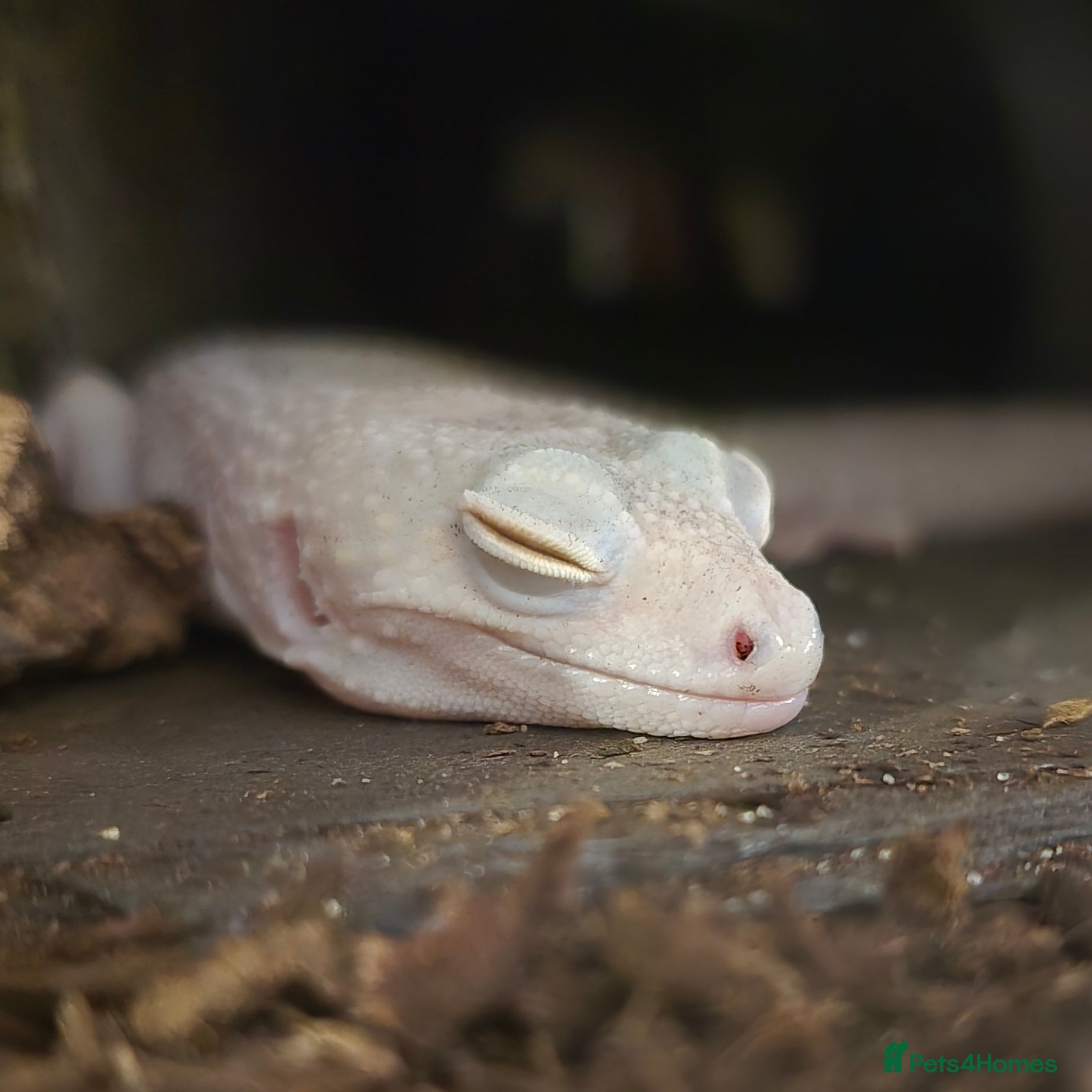 Leopard Gecko reptiles Leopard gecko 3YR Full setup read description  - Advert 1