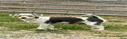 Biewer Terrier dogs for sale: Biewer terrier in Swansea - Advert 1