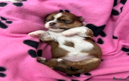 Lhasa Apso dogs for sale: Beautiful Lhasa apso puppies 🐶  - Image 31