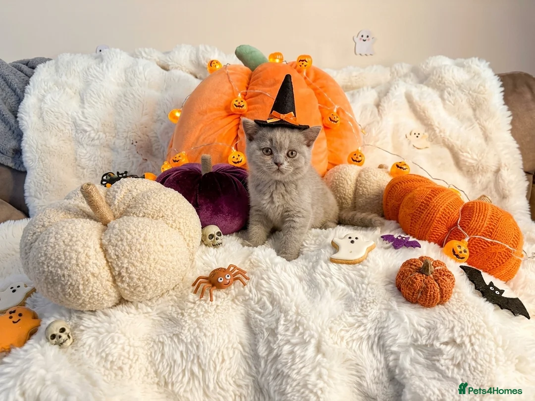 Brazilian Shorthair cats for sale: Pedigree British Shorthair kittens for sale  - Advert 9