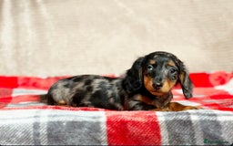 Miniature Dachshund dogs for sale: STUNNING CHOCOLATE LONG HAIRED BOYS - Image 13