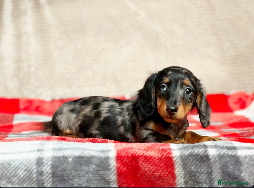 Miniature Dachshund dogs for sale: STUNNING CHOCOLATE LONG HAIRED BOYS - Image 13