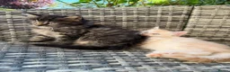 Maine Coon cats for sale: Gorgeous MaineCoon Kittens - Advert 11