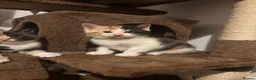 Mixed Breed cats for sale: Kittens  - Advert 12