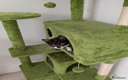 Domestic Shorthair cats for sale: 3 boys, 1 girl kittens  - Image 2