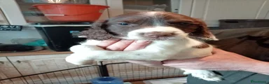 English Springer Spaniel light blue