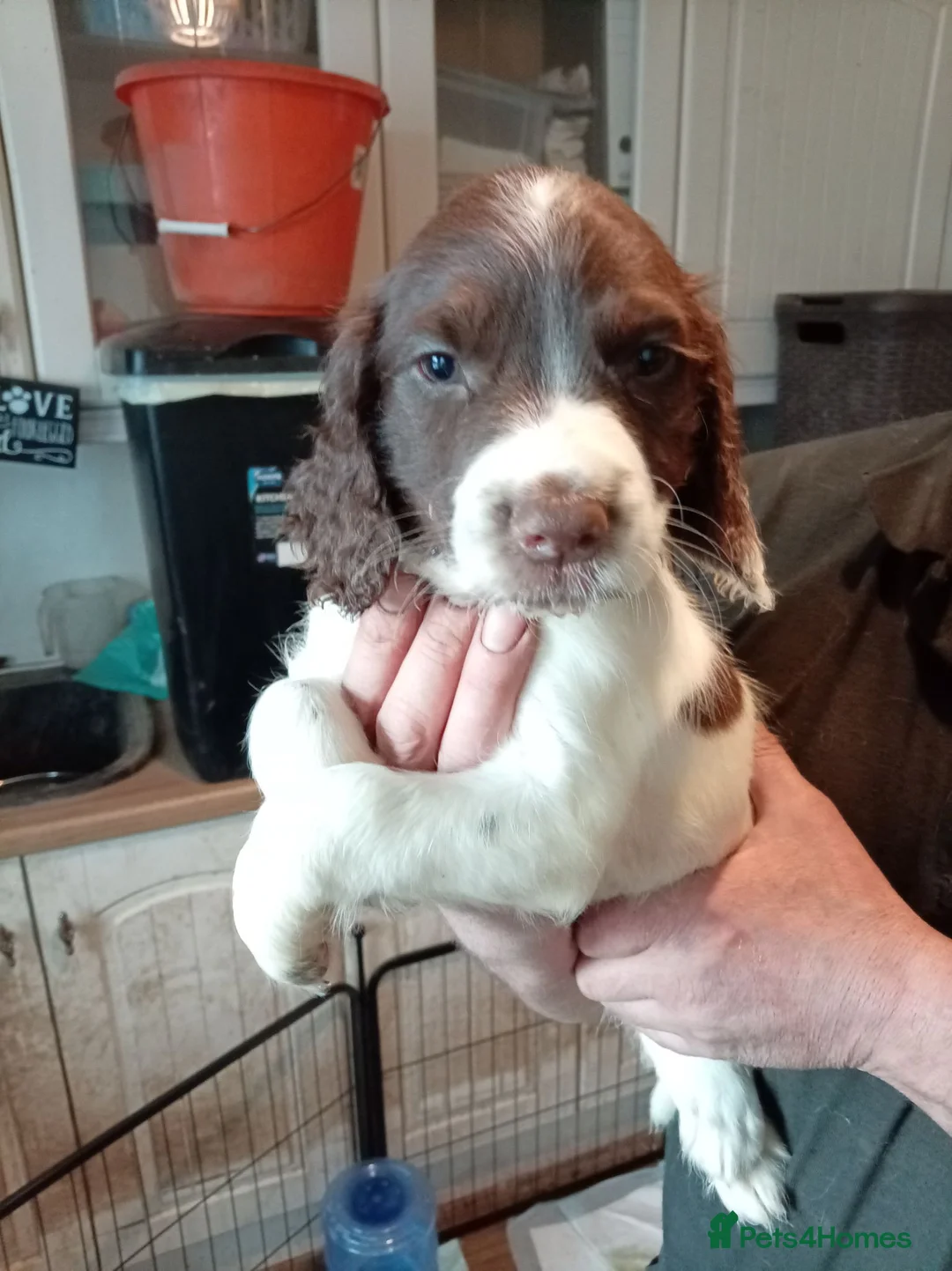 English Springer Spaniel dogs for sale: Ready now english Springer spaniels - Advert 8