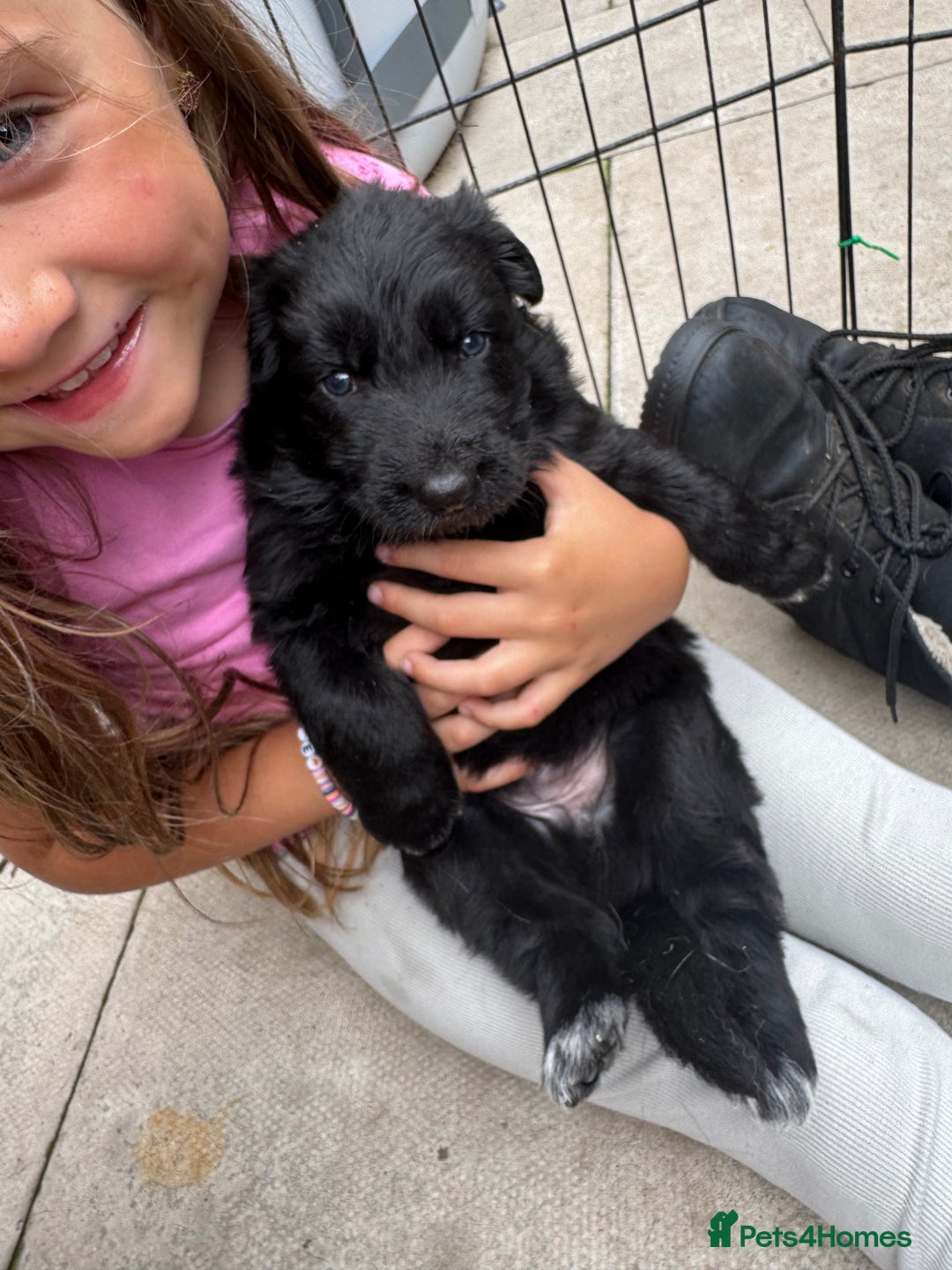 German Shepherd dogs for sale: Stunning top quality German shepherd puppies - Image 16