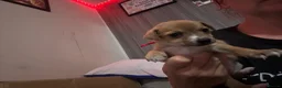Jack Russell dogs for sale: Jack russel puppies to reserve - Advert 3