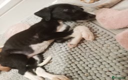 Lurcher dogs for sale: Lurcher pups  - Image 4