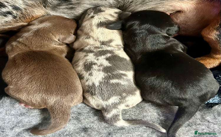 Miniature Dachshund dogs - Advert 9