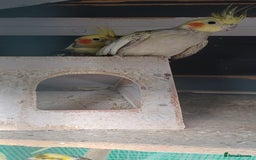 Cockatiels birds for sale: 3 cocketiels for sale - Image 4