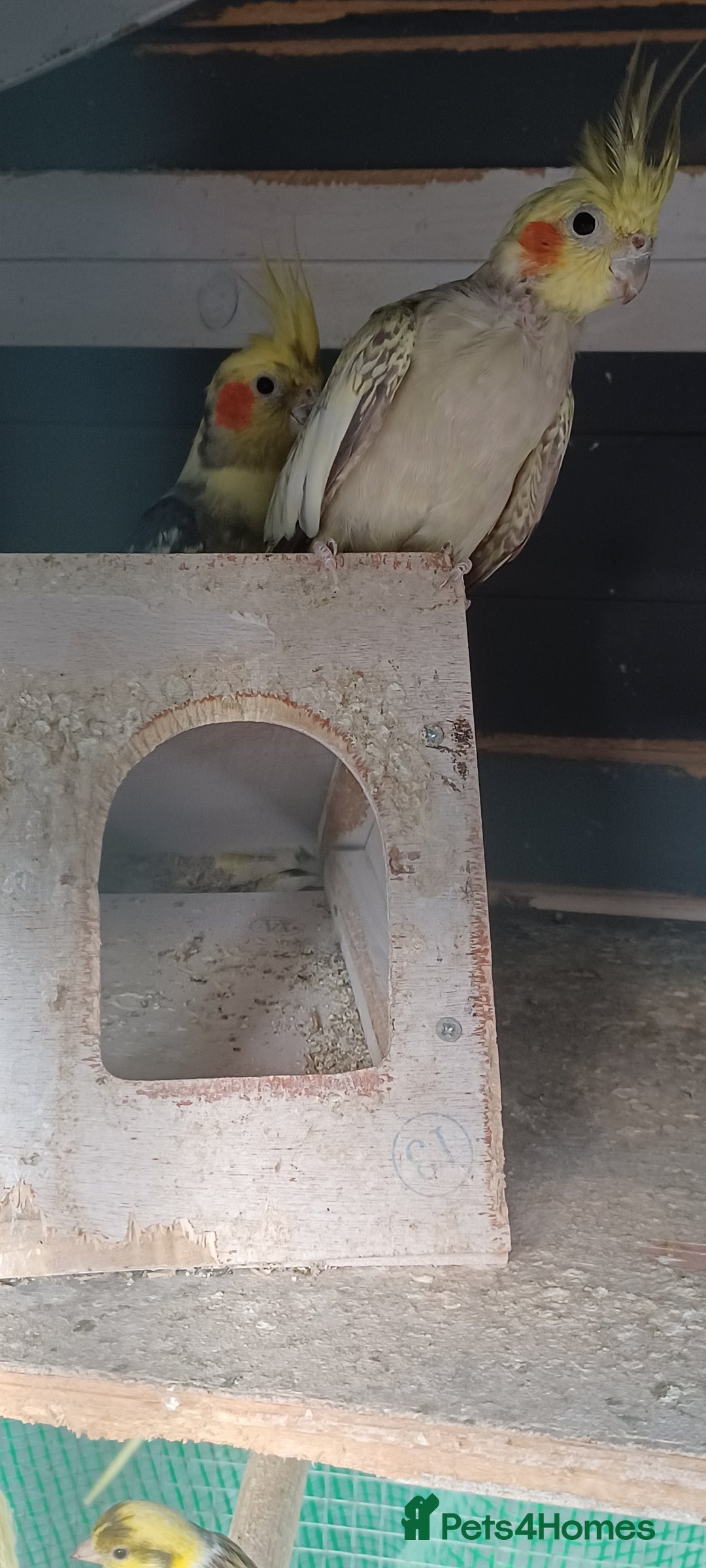 Cockatiels birds for sale: 3 cocketiels for sale - Image 4