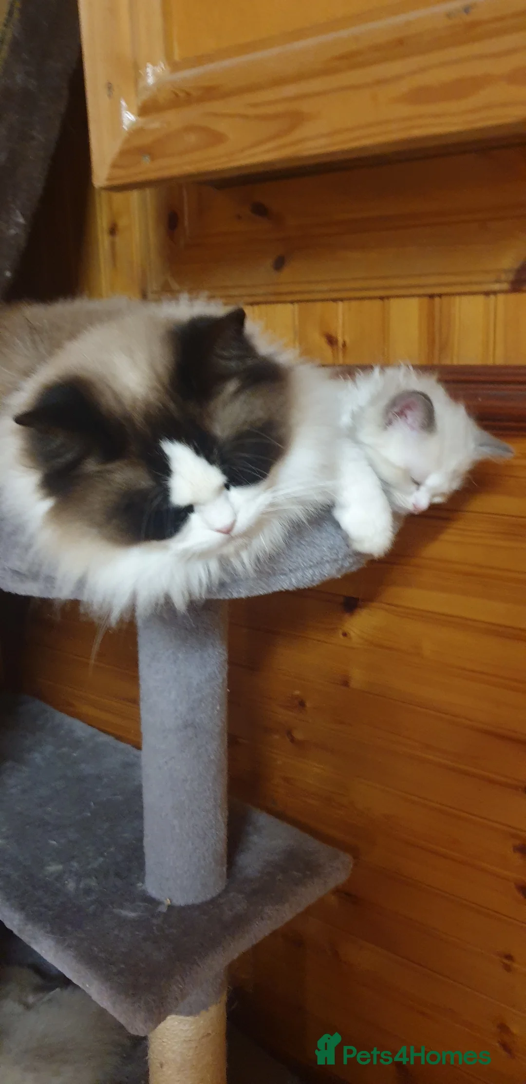 Ragdoll cats for sale: Show quality Ragdoll kittens  - Advert 15