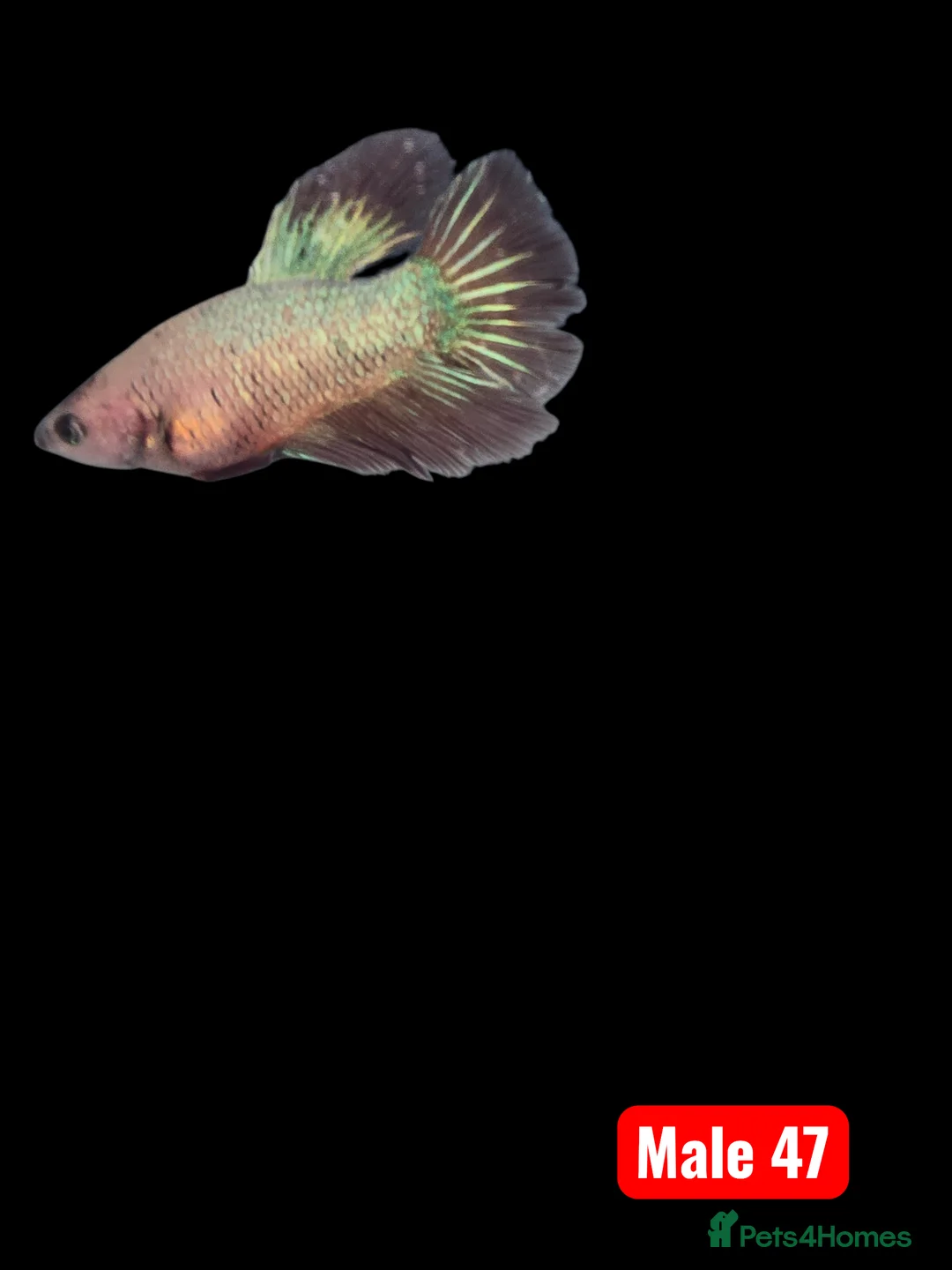 Bettas fish for sale: Betta fish - Advert 2