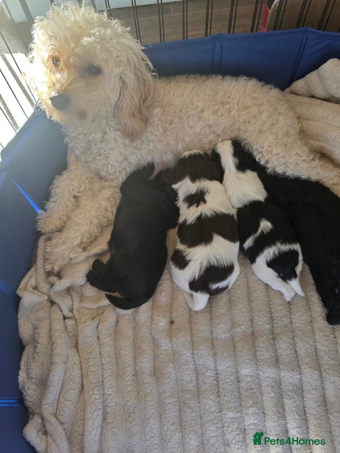 Mixed Breed dogs for sale: Cava-tzu also nown as Shipoo - Advert 1